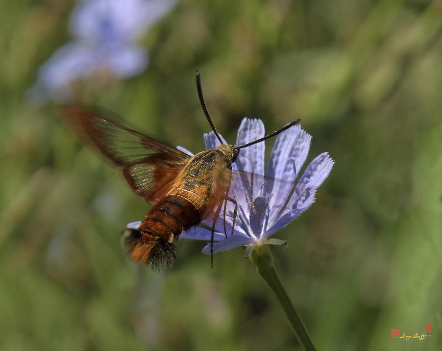 Hummingbird or Clearwing Moth DIN137 Photograph by Gerry Gantt