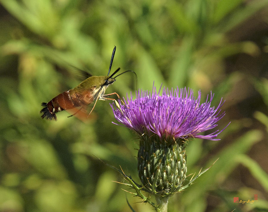 Hummingbird or Clearwing Moth DIN141 Photograph by Gerry Gantt