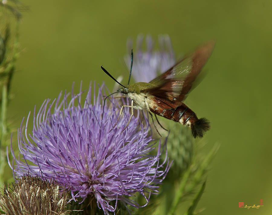 Hummingbird or Clearwing Moth DIN178 Photograph by Gerry Gantt