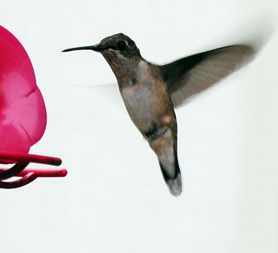 Hummingbird Photograph - Hummingbird by Paul Ward
