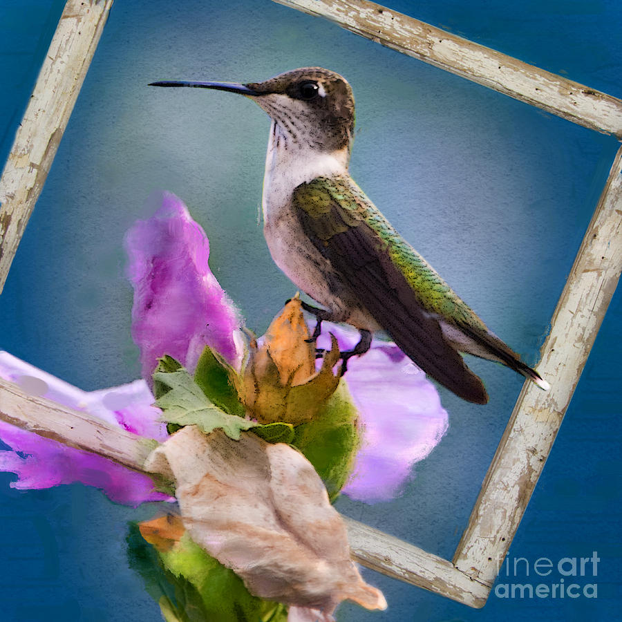 Hummingbird Picture Pretty Photograph by Betty LaRue