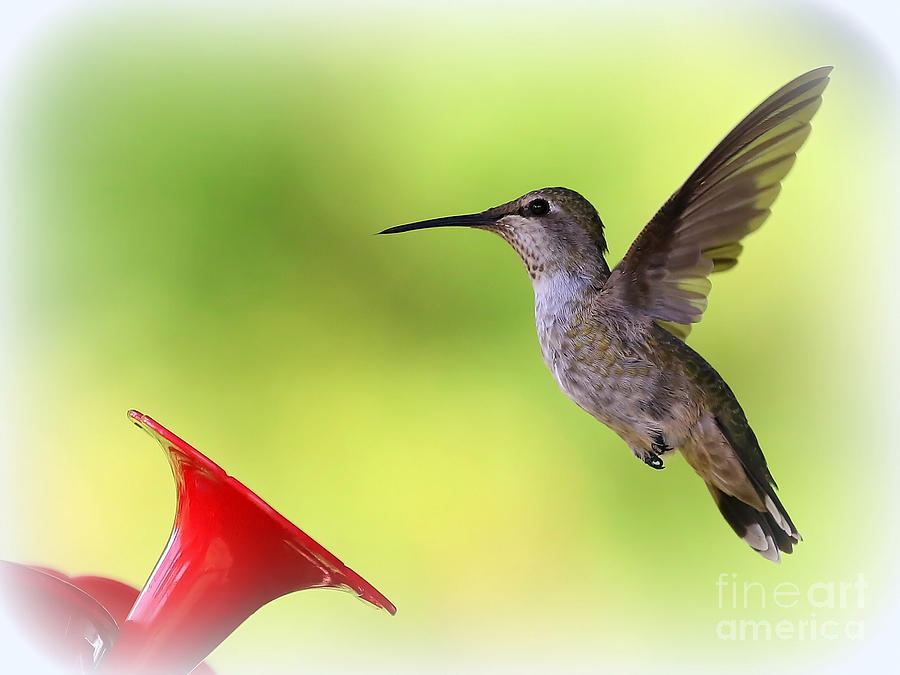 Hummingbird Posture Photograph by Carol Groenen