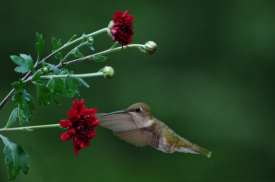 Hummingbird Photograph - Hummingbird by Roger Phipps