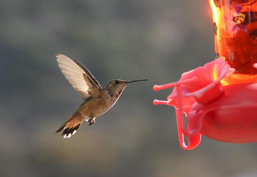 Animal Photograph - Hummingbird by Scott Brown