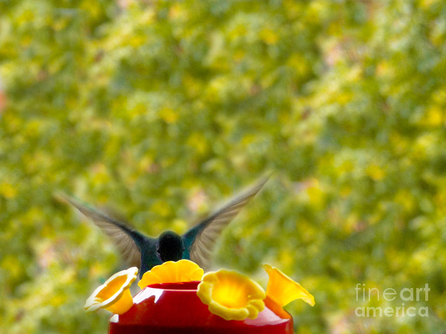 Hummingbird Photograph - Hummingbird Series 3 by Al Bourassa