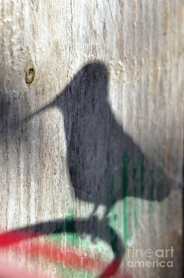 Hummingbird Shadow Silhouette Photograph by Laura Mountainspring