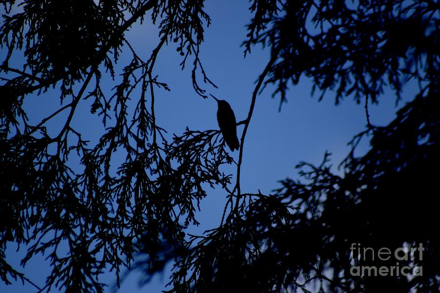 Hummingbird Silhouette Photograph by Living Color Photography Lorraine Lynch
