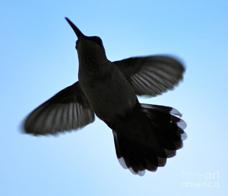 Hummingbird silhouette Photograph by Pamela Walrath