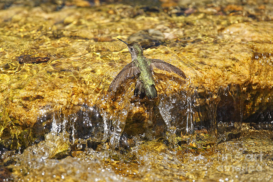 Hummingbird Taking a Bath in Creek Photograph by Susan Gary
