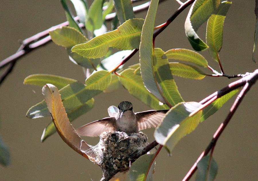 Hummingbird Taking Flight Photograph by Jo Sheehan