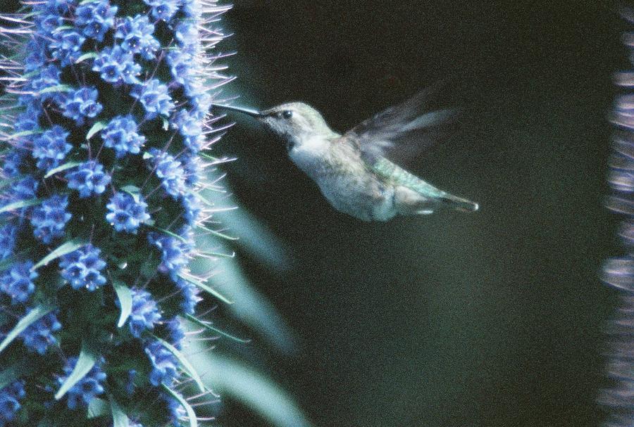 Hummingbird Photograph by Trent Mallett