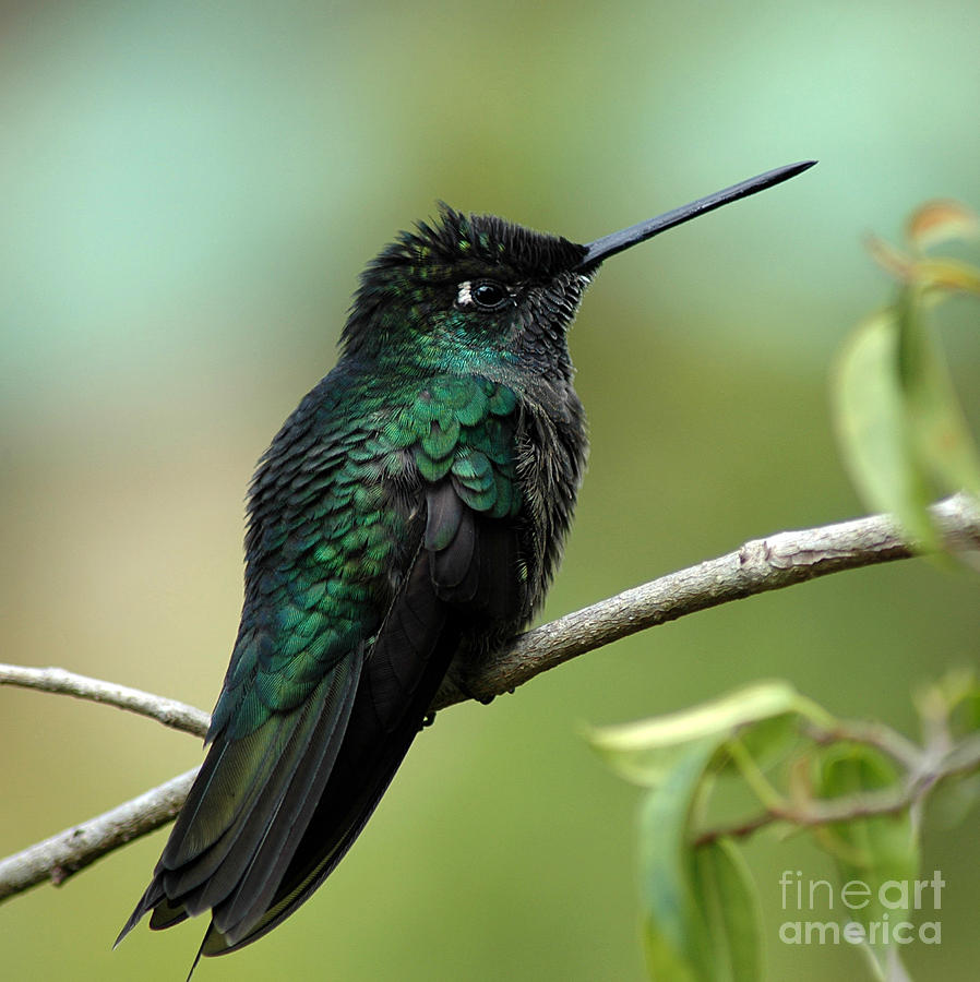 Hummingbird Photograph by Vivian Christopher