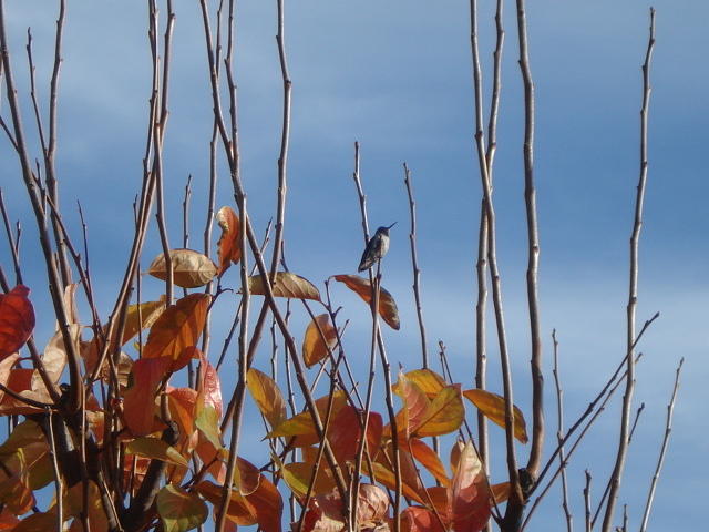 Hummingbird Waiting Photograph by Val Oconnor