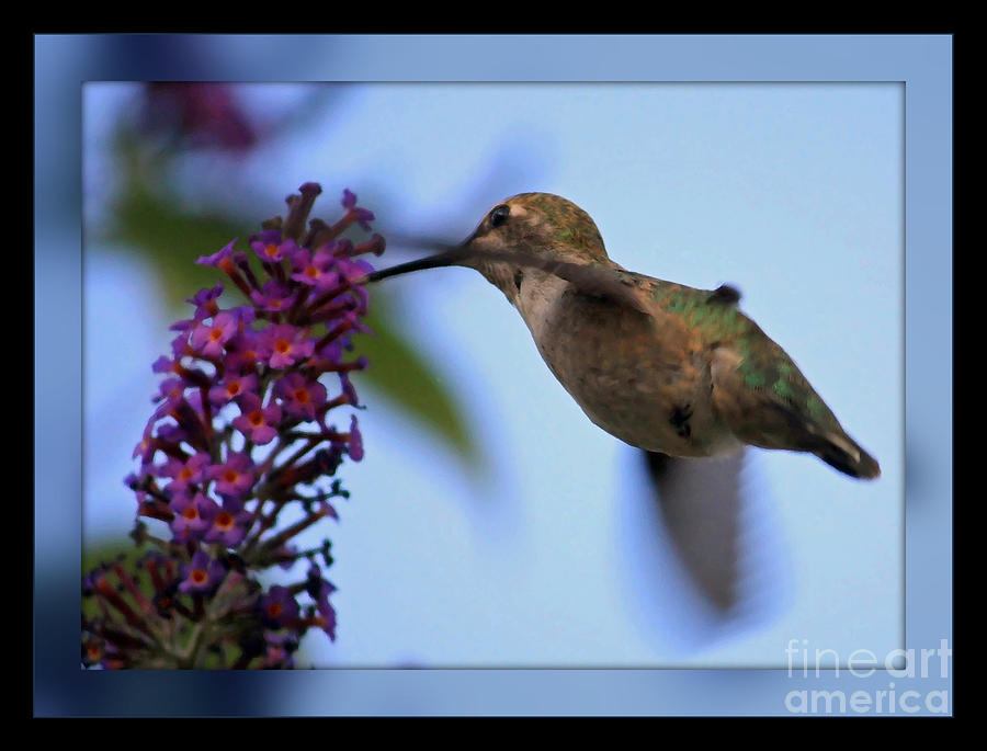 Hummingbird with Blue Border - Digital Painting Photograph by Carol Groenen