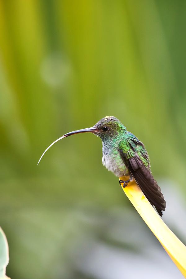Hummingbird With Tongue Sticking Out 2 Photograph by Craig Lapsley