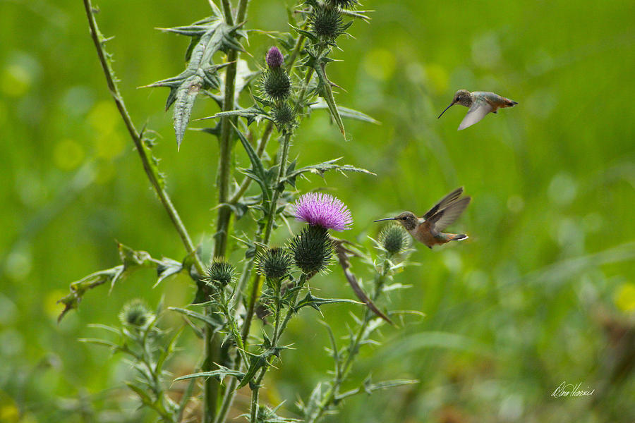 Hummingbirds and Thistle Photograph by Diana Haronis