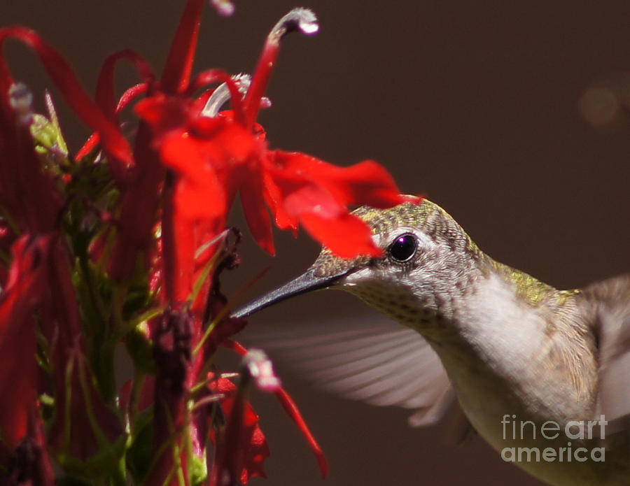 Hummingbirds Love Cardinal Flower 1 Photograph by Robert E Alter Reflections of Infinity
