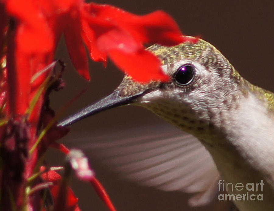 Hummingbirds Love Cardinal Flower 2 Photograph by Robert E Alter Reflections of Infinity