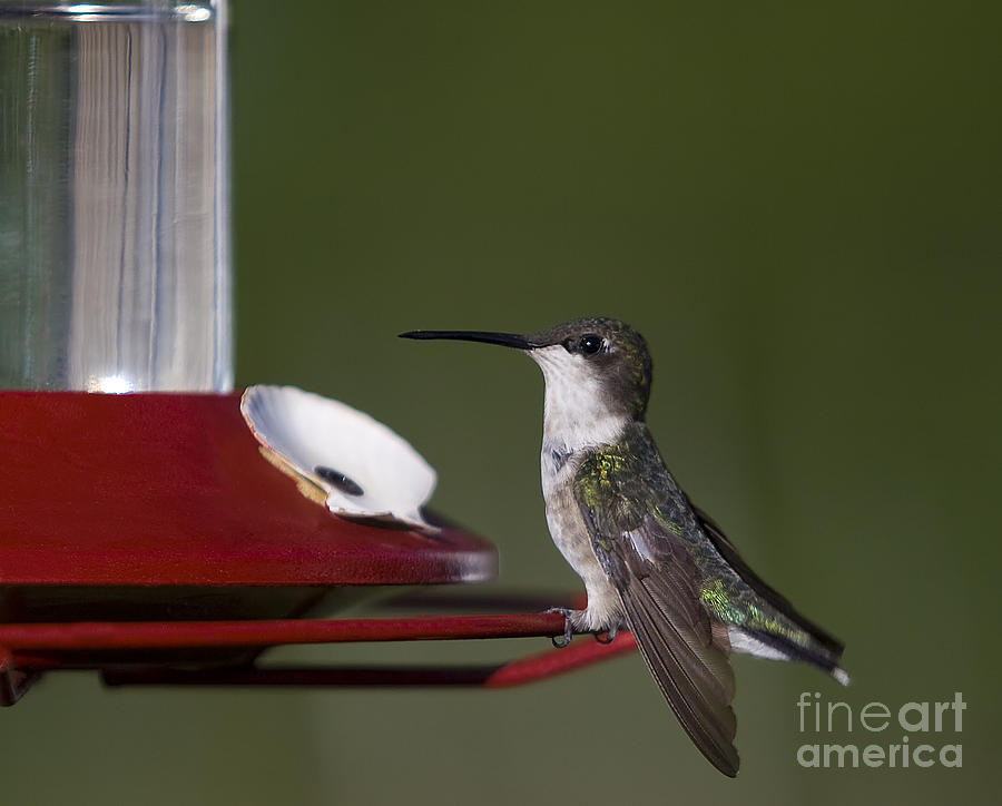 Hummingbird Photograph - Hummingbirg  Colibri by Nicole  Cloutier Photographie Evolution Photography
