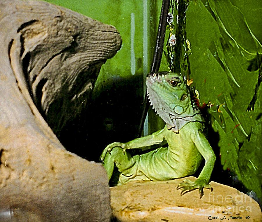 Humorous Pet Iguana Photo by Carol F Austin