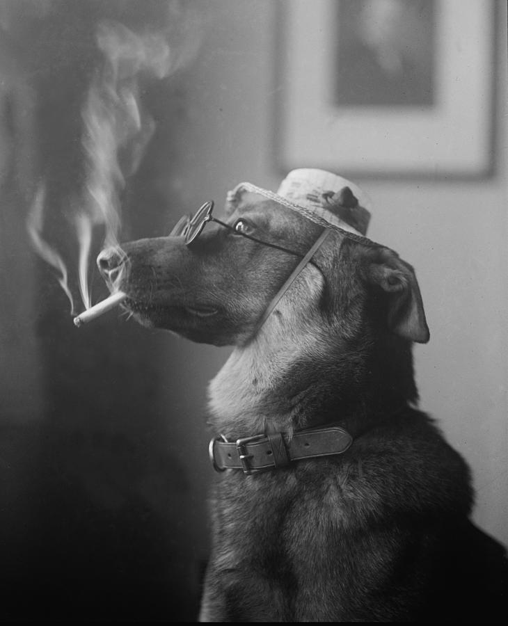Animal Photograph - Humorous Photo Of A Dog Smoking by Everett