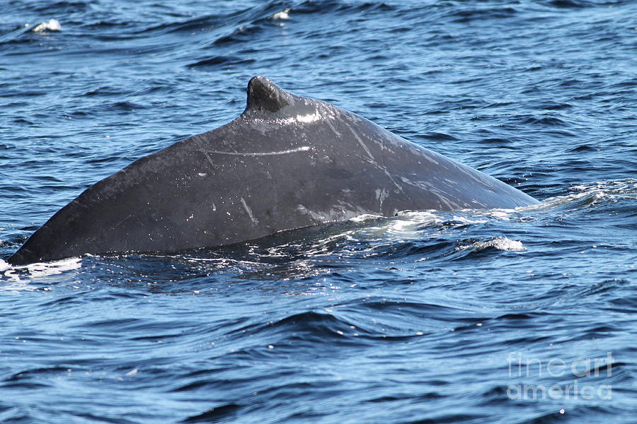 Hump Back Whale 3 Photograph by Pamela Walrath
