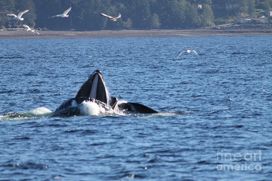 Hump back whale in Alaska Photograph by Pamela Walrath