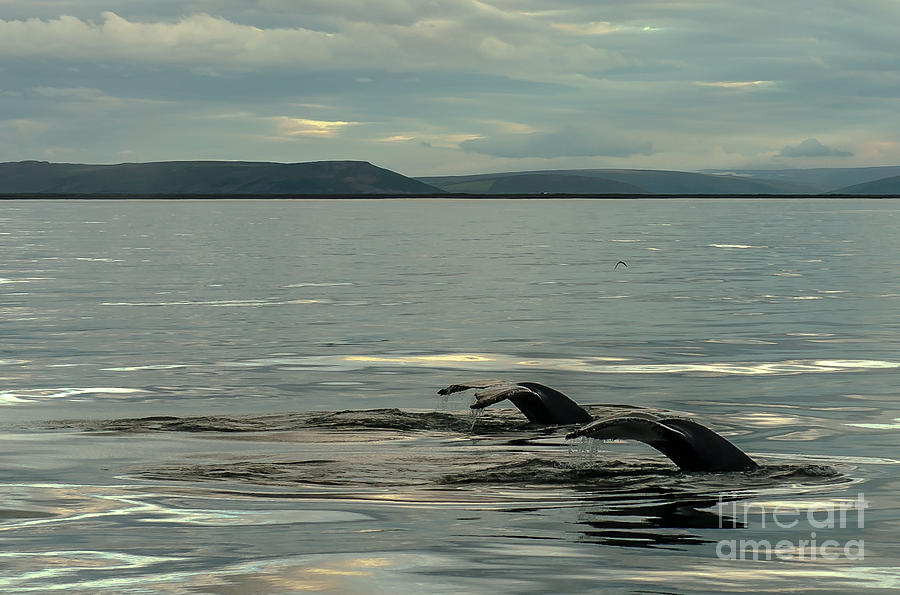 Humpbach whale Photograph by Jorgen Norgaard