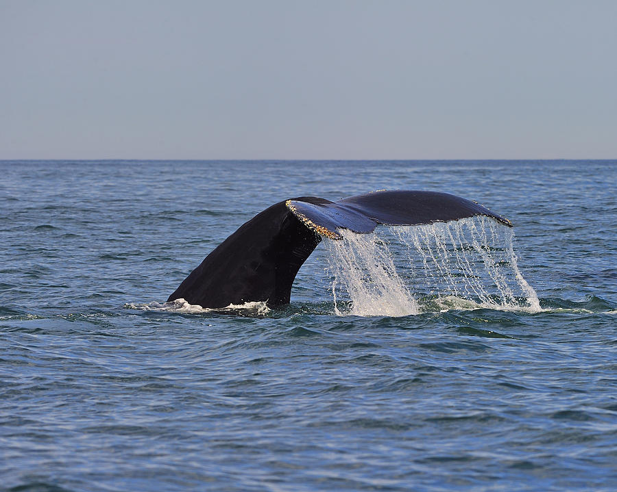 Whale Photograph - Humpback Fluke by Tony Beck