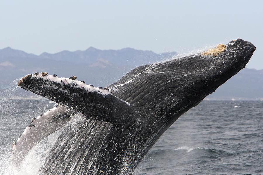 Humpback Whale Breaching Baja Photograph by Suzi Eszterhas