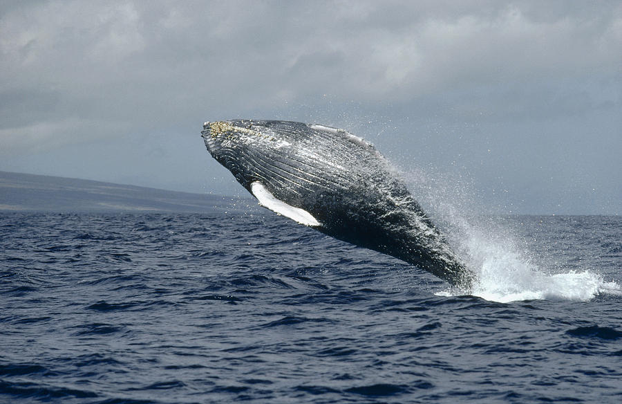 Humpback Whale Breaching Hawaii Photograph by Flip Nicklin