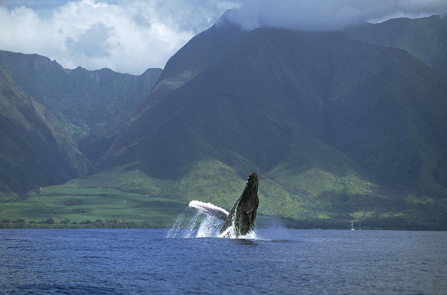 Humpback Whale Breaching Maui Photograph by Flip Nicklin