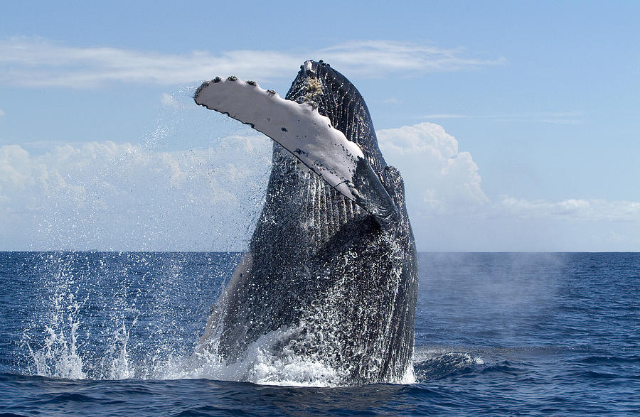 Humpback Whale Breaching Maui Hawaii Photograph by Flip Nicklin
