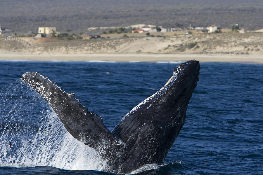 Humpback Whale Breaching Sea Of Cortez Photograph by Suzi Eszterhas