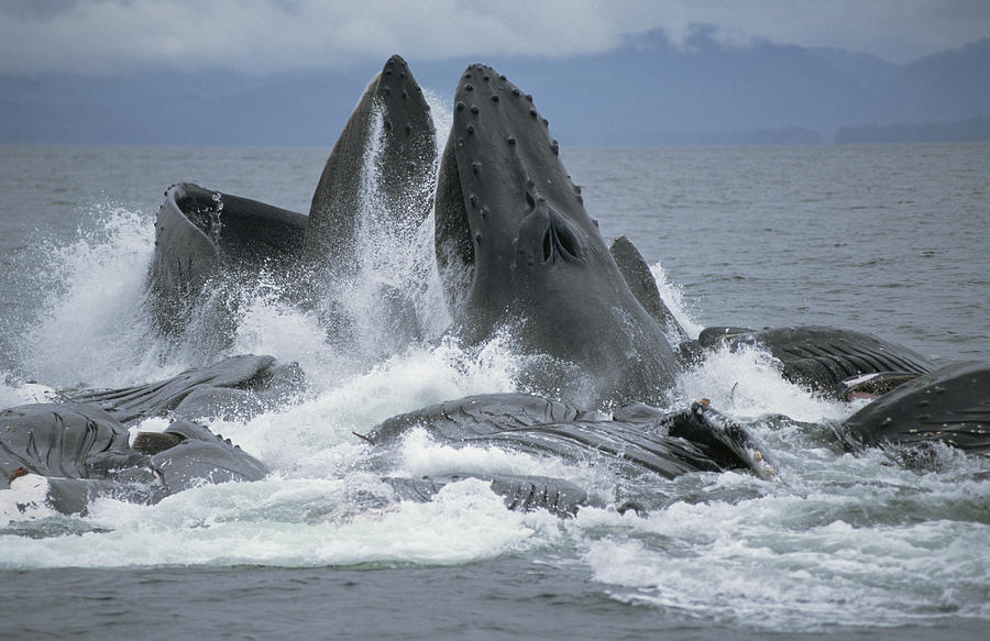 Humpback Whale Cooperative Gulp Feeding Photograph by Flip Nicklin