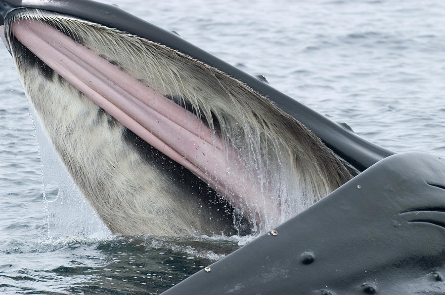 Humpback Whale Feeding  Southeast Alaska Photograph by Flip Nicklin