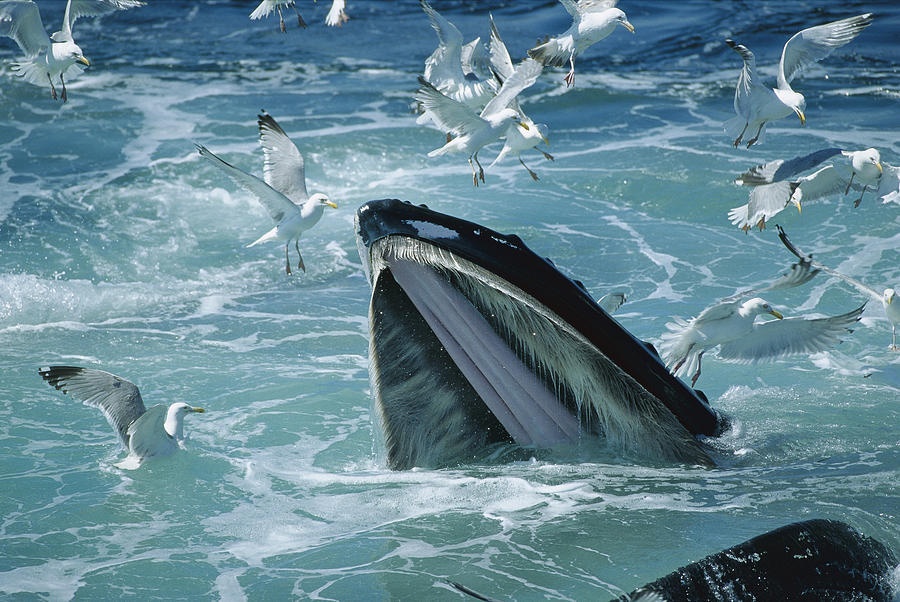 Humpback Whale Feeding With Herring Photograph by Flip Nicklin