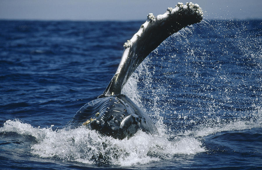 Humpback Whale Flipper Slap Hawaii Photograph by Flip Nicklin