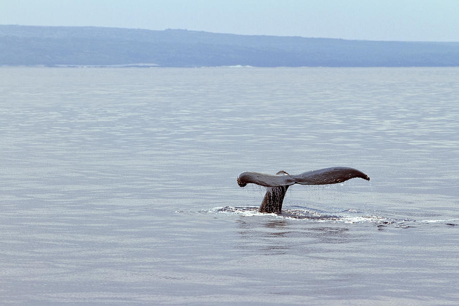 Humpback Whale Fluke Photograph by Rick Gaffney - Printscapes
