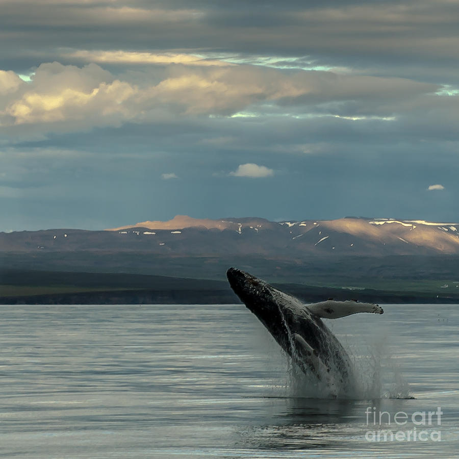 Humpback Whale Photograph by Jorgen Norgaard