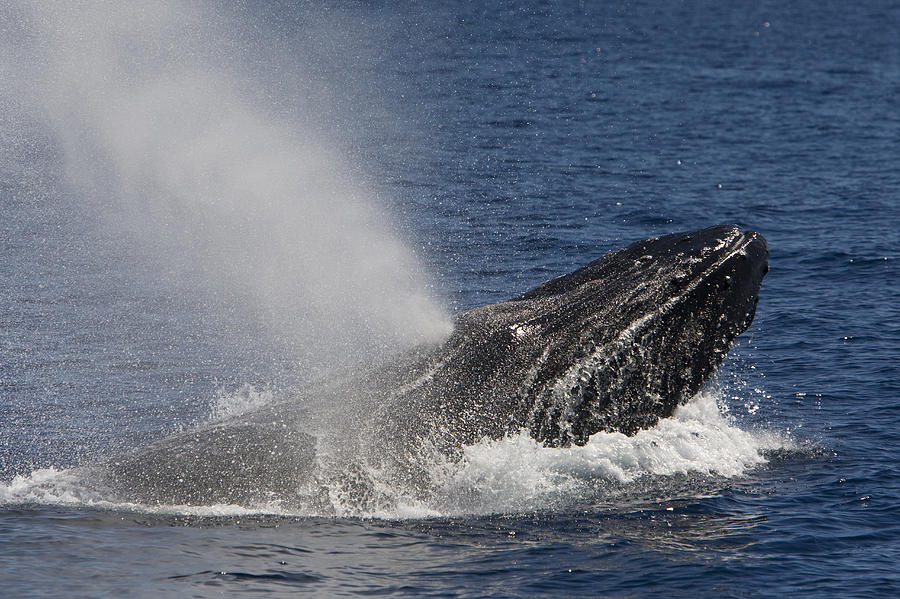 Humpback Whale Male Displaying Photograph by Suzi Eszterhas
