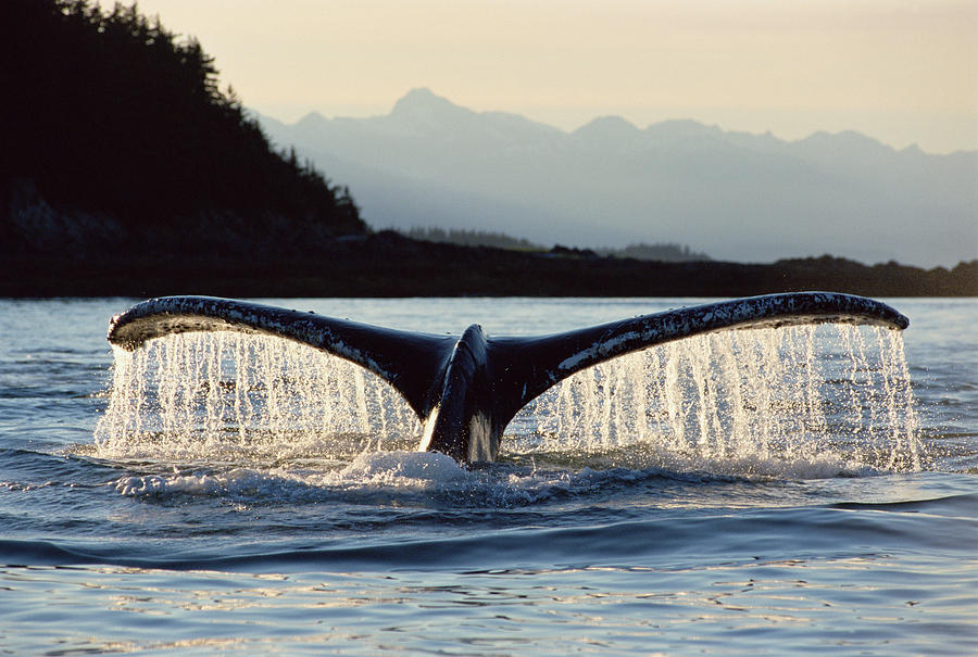 Humpback Whale Megaptera Novaeangliae Photograph by Matthias Breiter