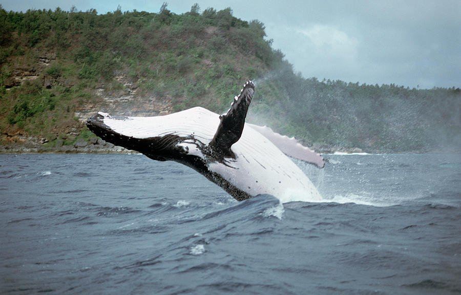 Humpback Whale Megaptera Novaeangliae Photograph by Mike Parry