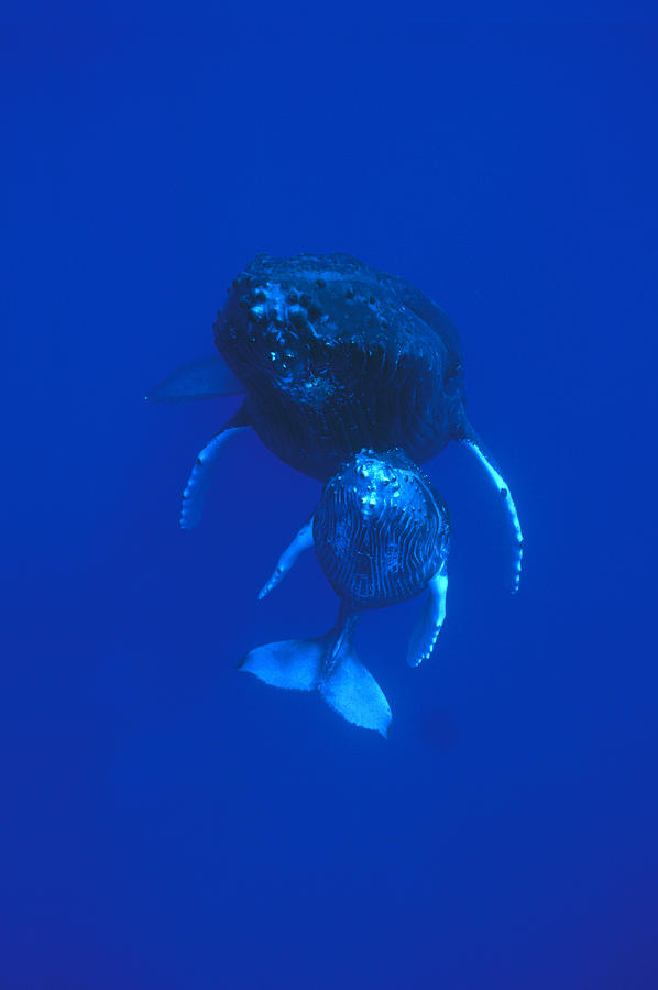 Humpback Whale Mother And Calf Off Maui Photograph by Flip Nicklin