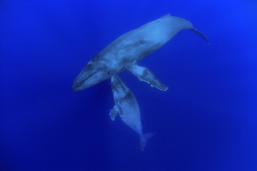 Humpback Whale Mother And Yearling Maui Photograph by Flip Nicklin