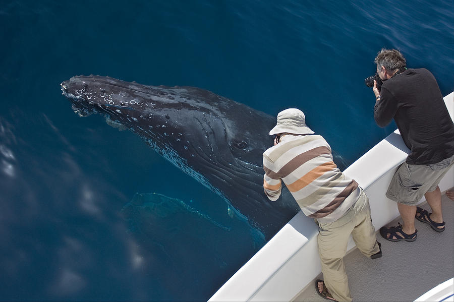 Humpback Whale Near Surface And Whale Photograph by Suzi Eszterhas