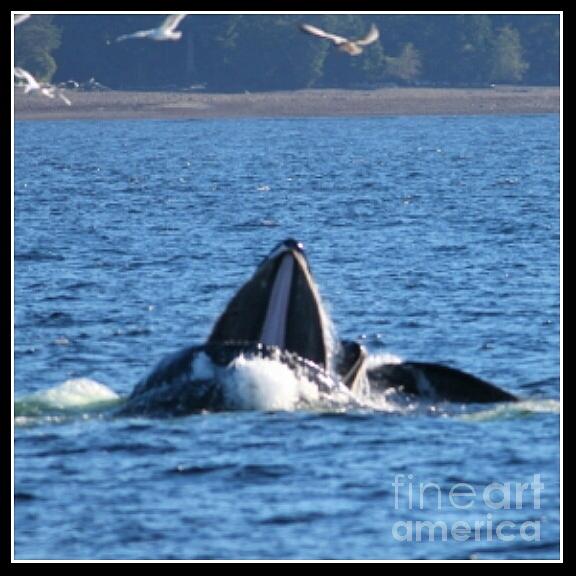 Humpback Whale Photograph by Pamela Walrath