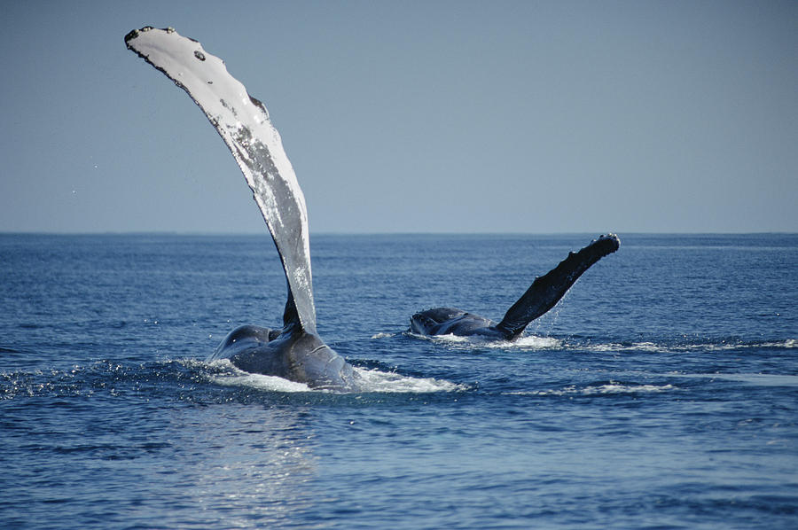 Humpback Whale Pectoral Slap Maui Photograph by Flip Nicklin
