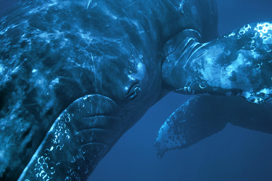 Humpback Whale Singer Maui Photograph by Flip Nicklin