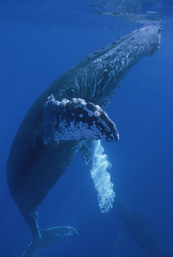 Humpback Whale Surfacing Maui Hawaii Photograph by Flip Nicklin